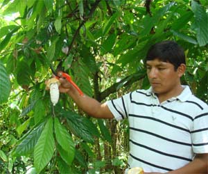 ココアの原料カカオ豆の栽培地訪問と栽培の様子 産地情報 知る 楽しむ 桜井食品