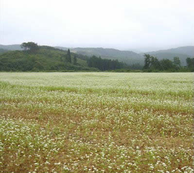 岩手の直営農場　南部小麦収穫後輪作したそば畑です。